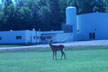 image of a deer